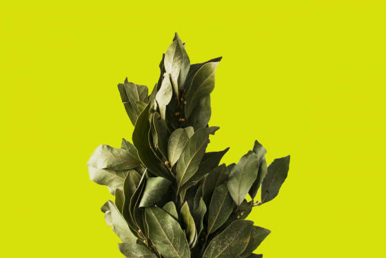 Bay Leaf Benefits