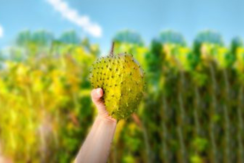 Soursop Benefits