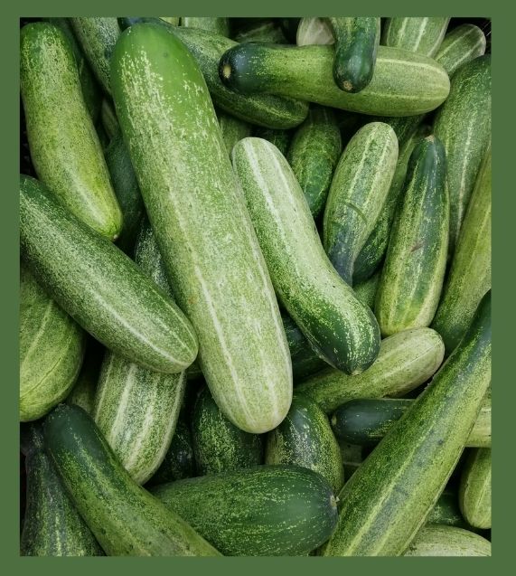 Cucumber