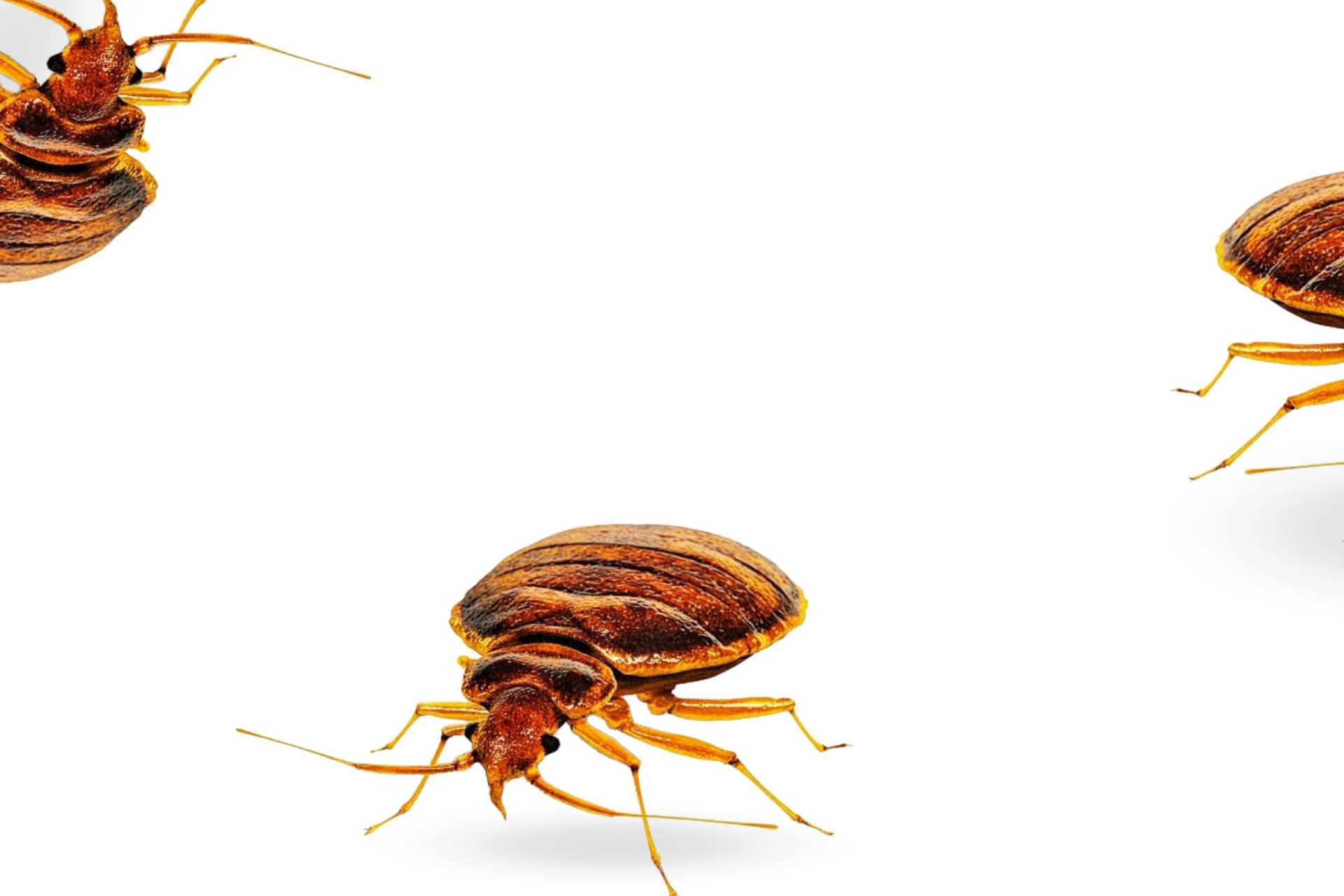 Bed Bugs? Here's How to Get Rid of Them ASAP!