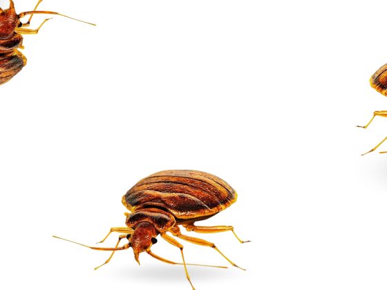 Bed Bugs? Here's How to Get Rid of Them ASAP!
