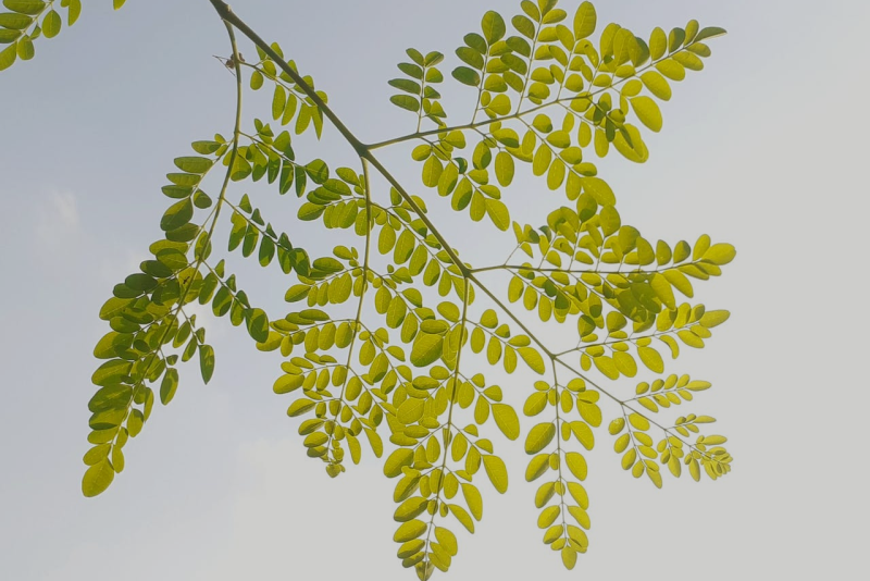 10 Benefits of Moringa Leaves