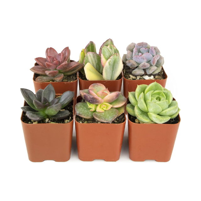 Succulents Plants (6PK) Potted