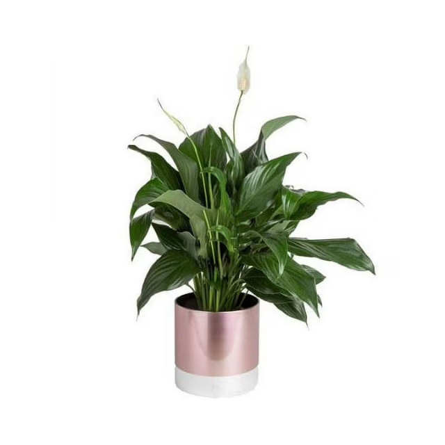 Clean Air White Peace Lily