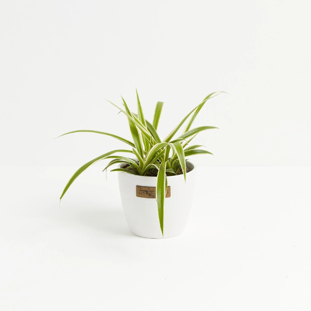  Best Desk Plants 