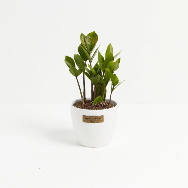  Best Desk Plants 