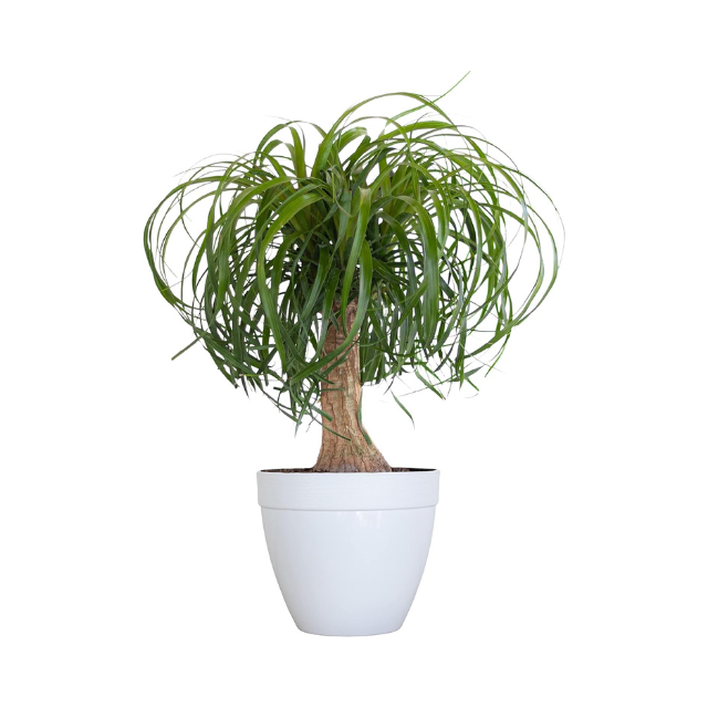 Ponytail Palm Bonsai Plant