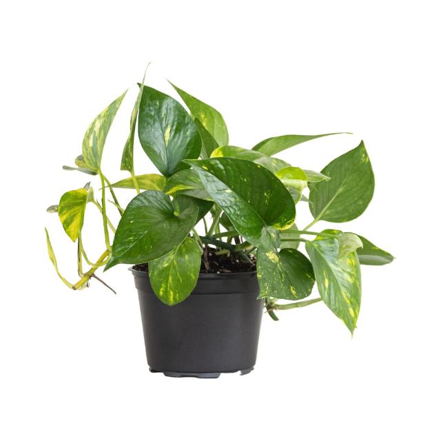 Golden Pothos Epipremnum Aureum Devils Ivy Vining Plant