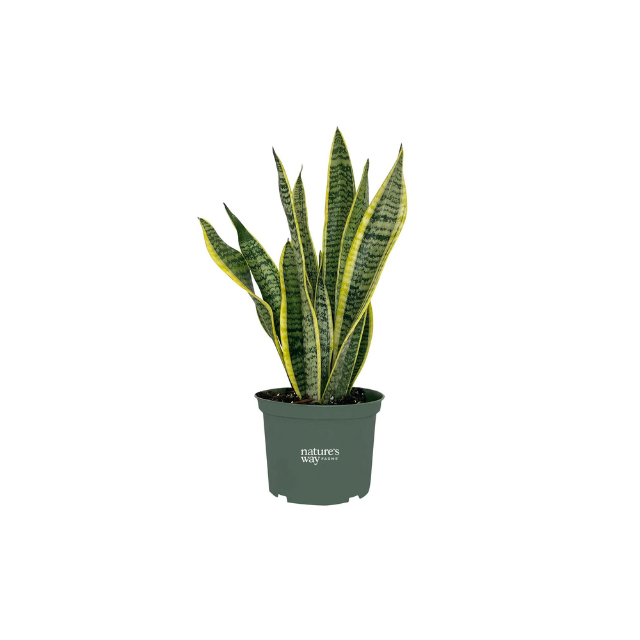 Sansevieria Laurentii Plant