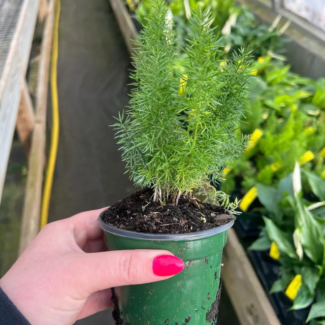 Asparagus Fern Plant