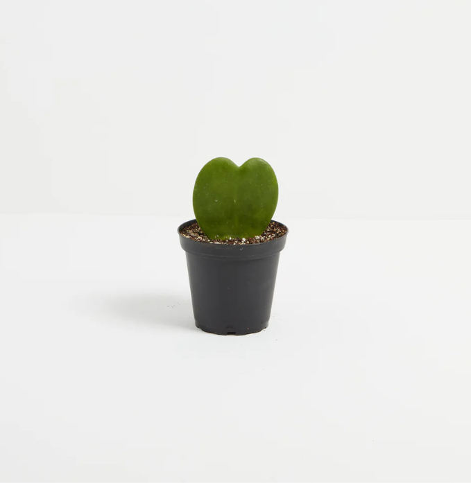 Table plant
