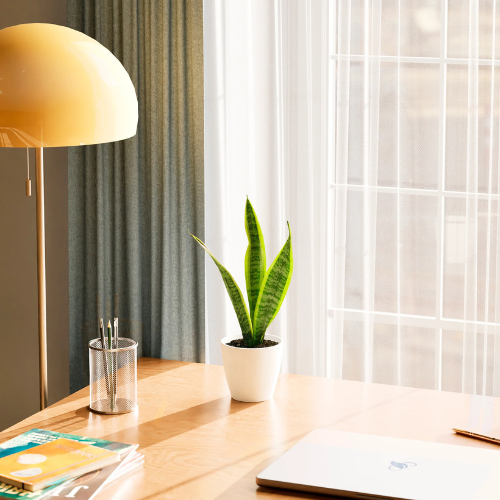 Variegated Sansevieria Laurentii (Snake Plant)